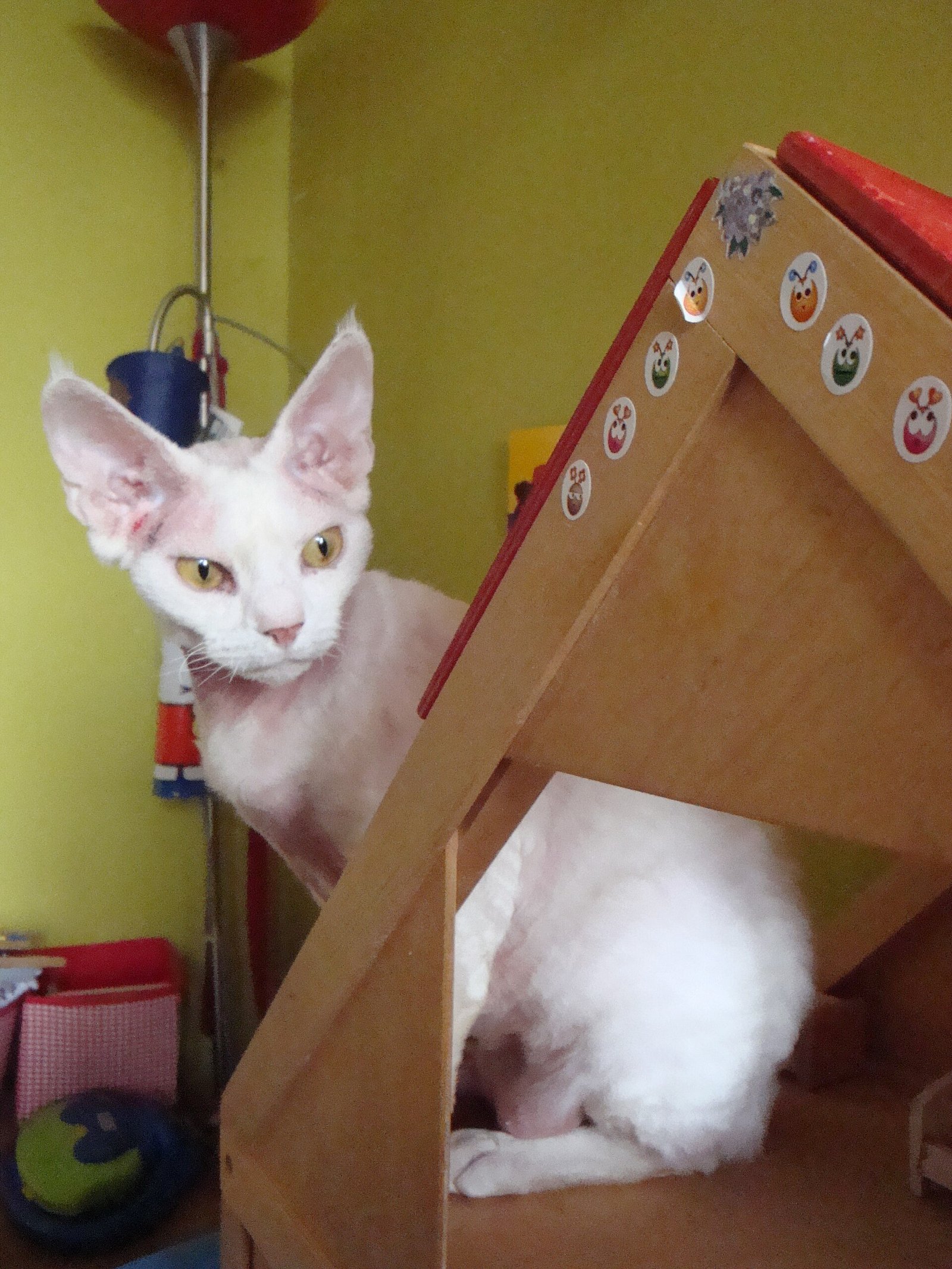 Devon Rex — foto de referência