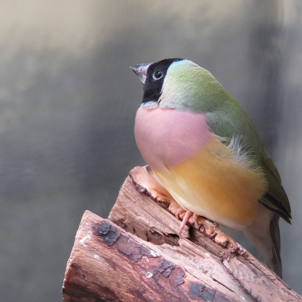 Diamante de Gould