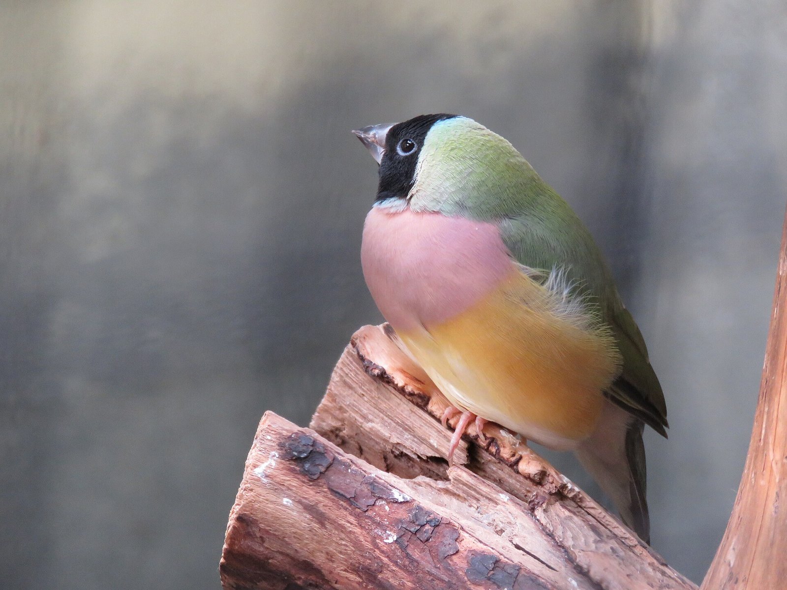 Diamante de Gould — foto de referência