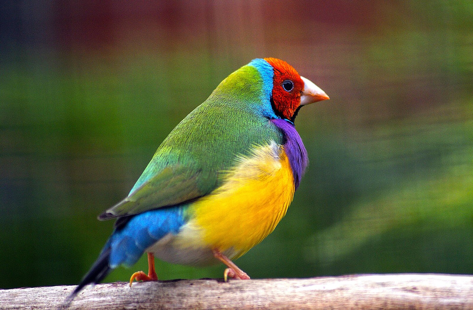Diamante de Gould — foto de referência