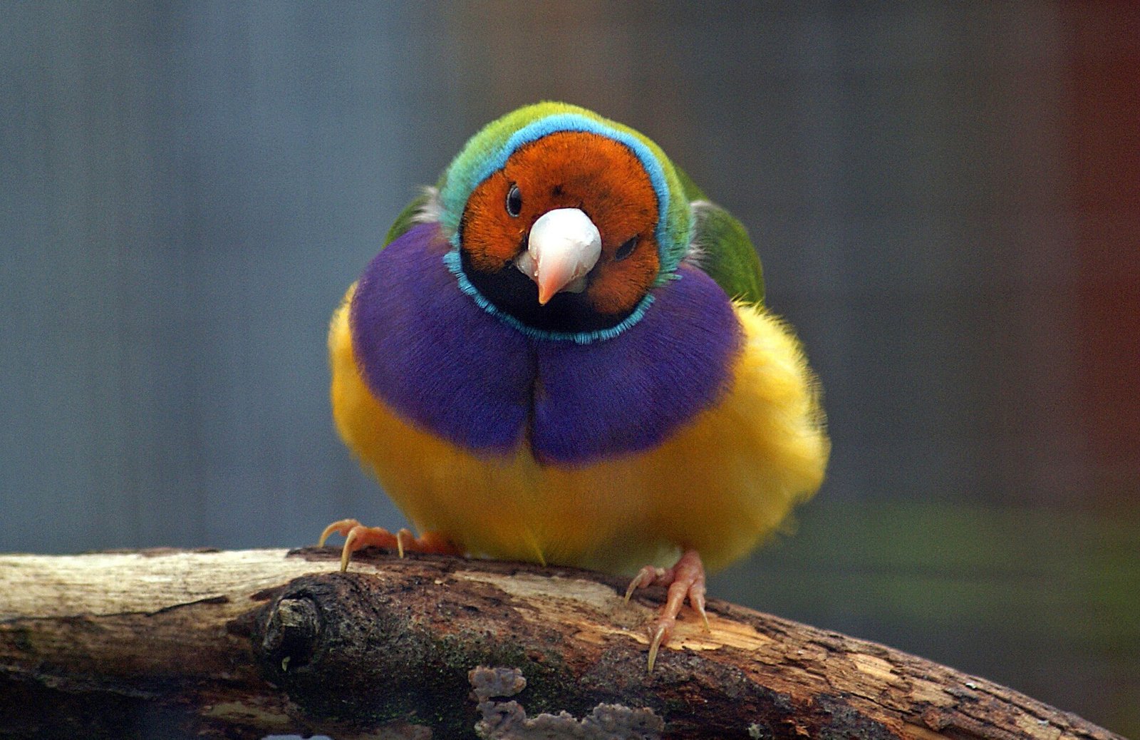 Diamante de Gould — foto de referência