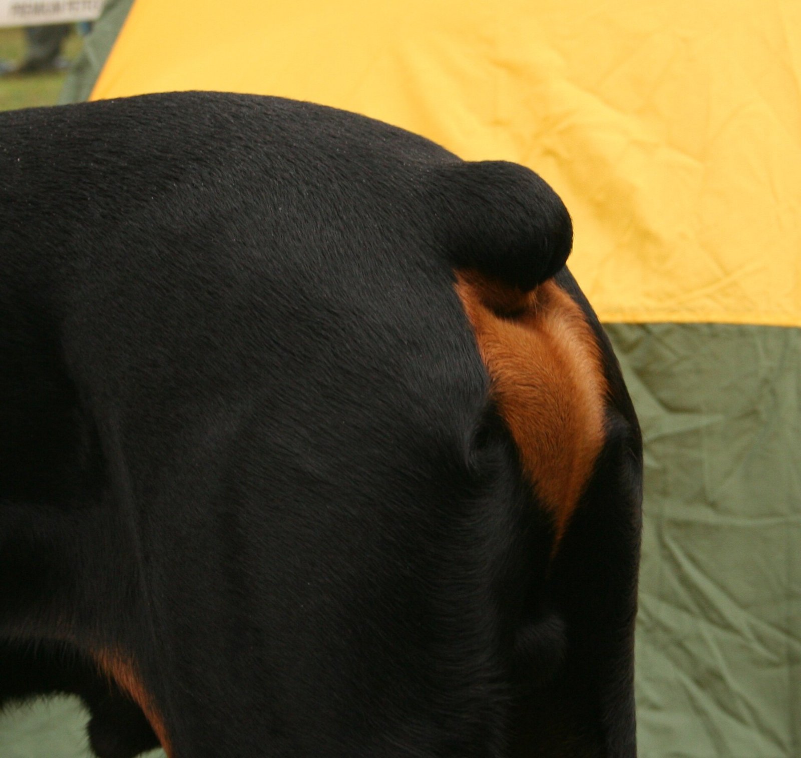 Dobermann — foto de referência