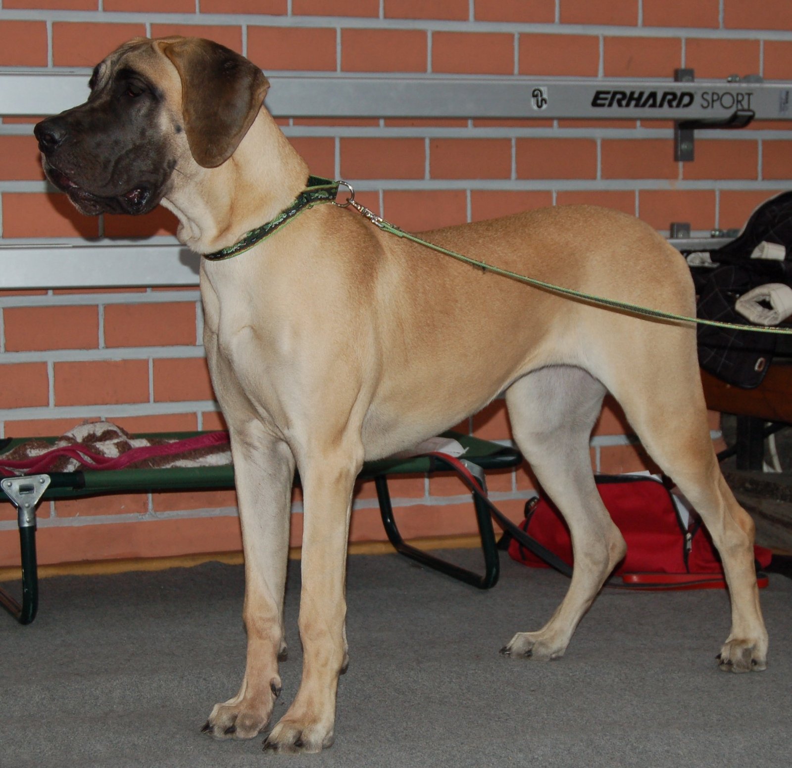 Dogue Alemão — foto de referência