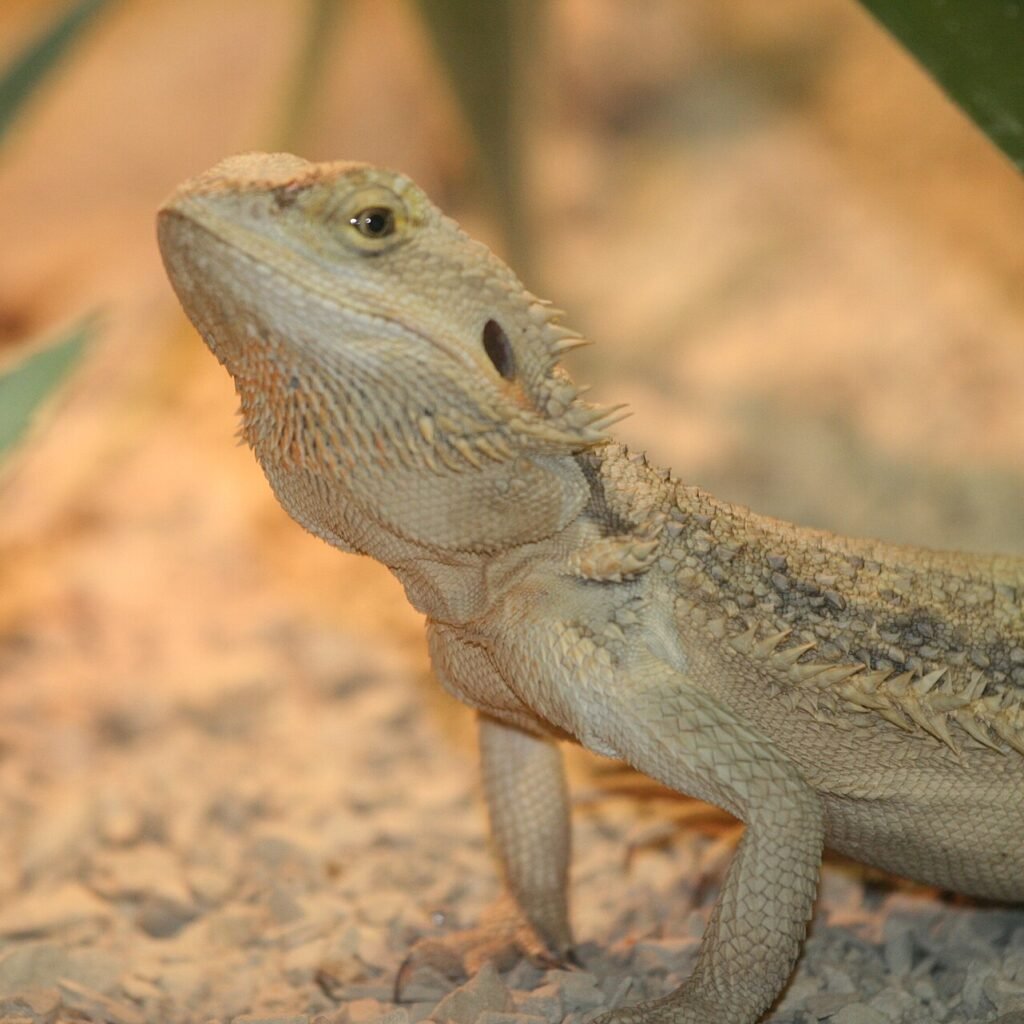 Dragão Barbudo
