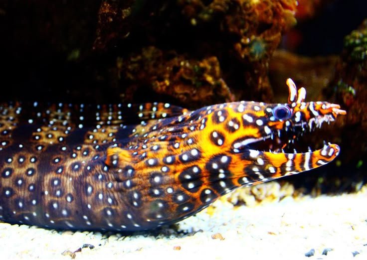 Dragon Moray