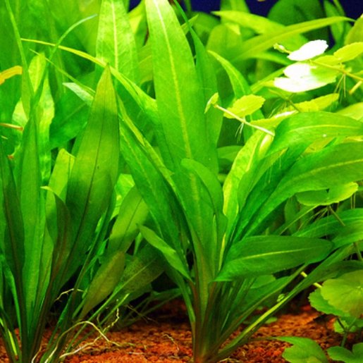 Planta Natural Amazonenci — foto de referência