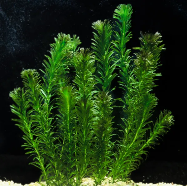 Planta Natural Elodea