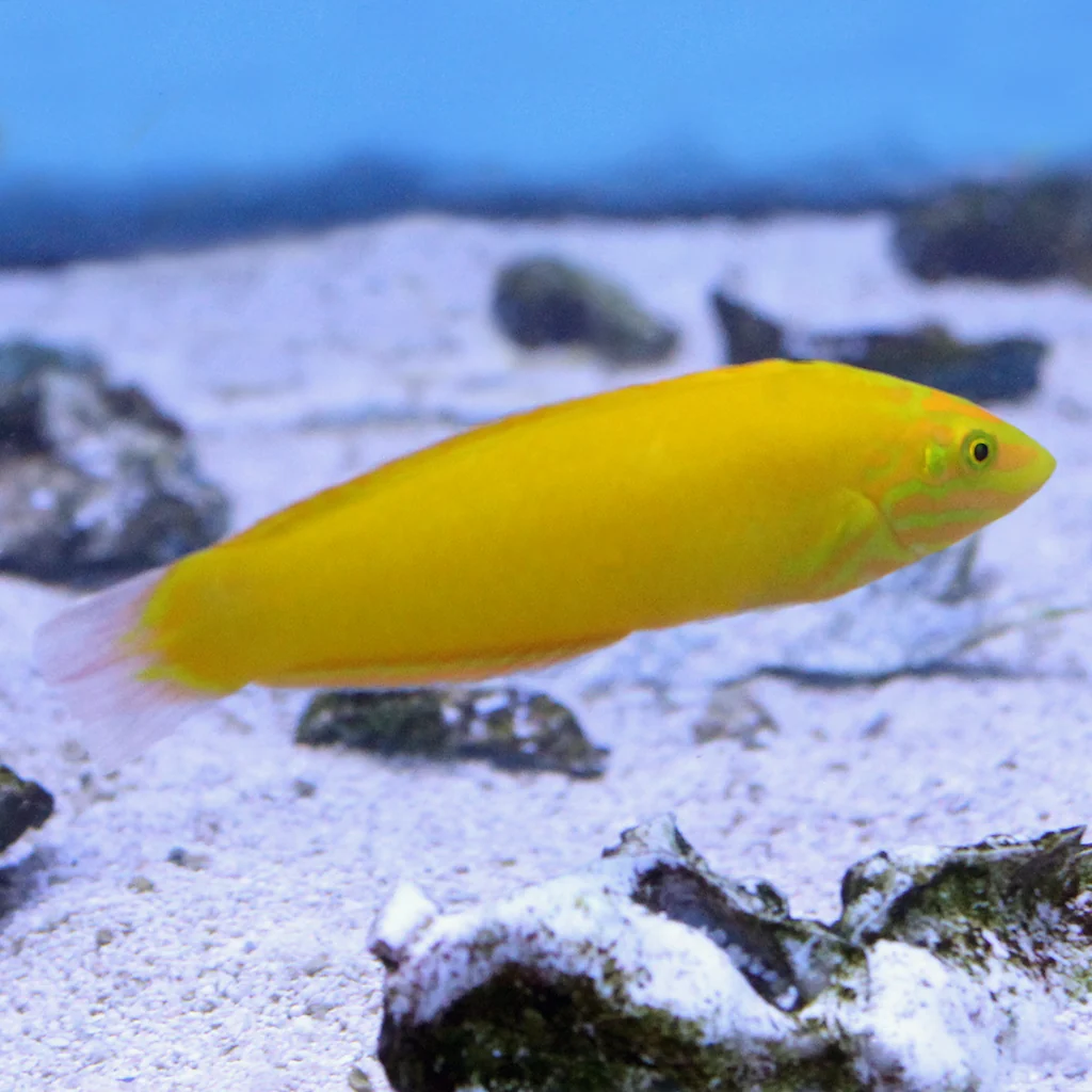 Yellow Coris Wrasse
