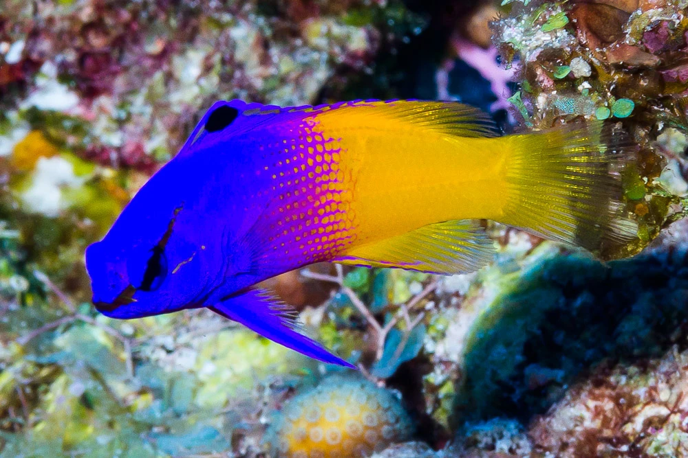 Royal Gramma Basslet