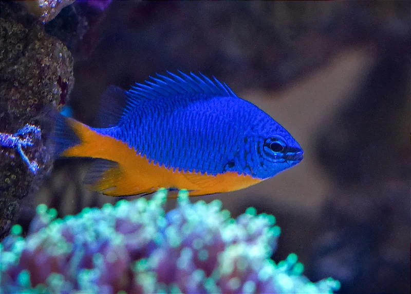 Azure Damselfish Kupang — foto de referência