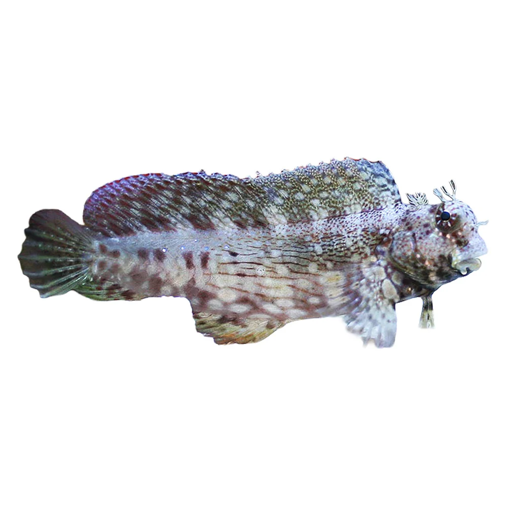Lawnmower Blenny Rock Algae — foto de referência