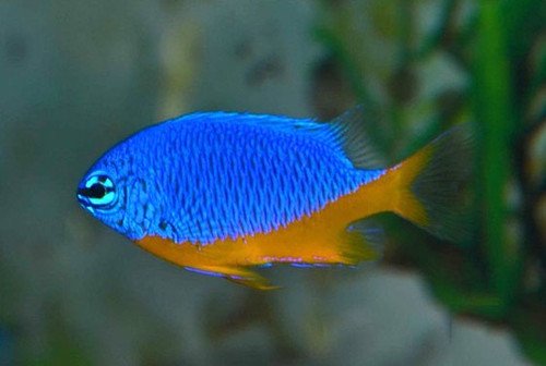 Azure Damselfish Kupang