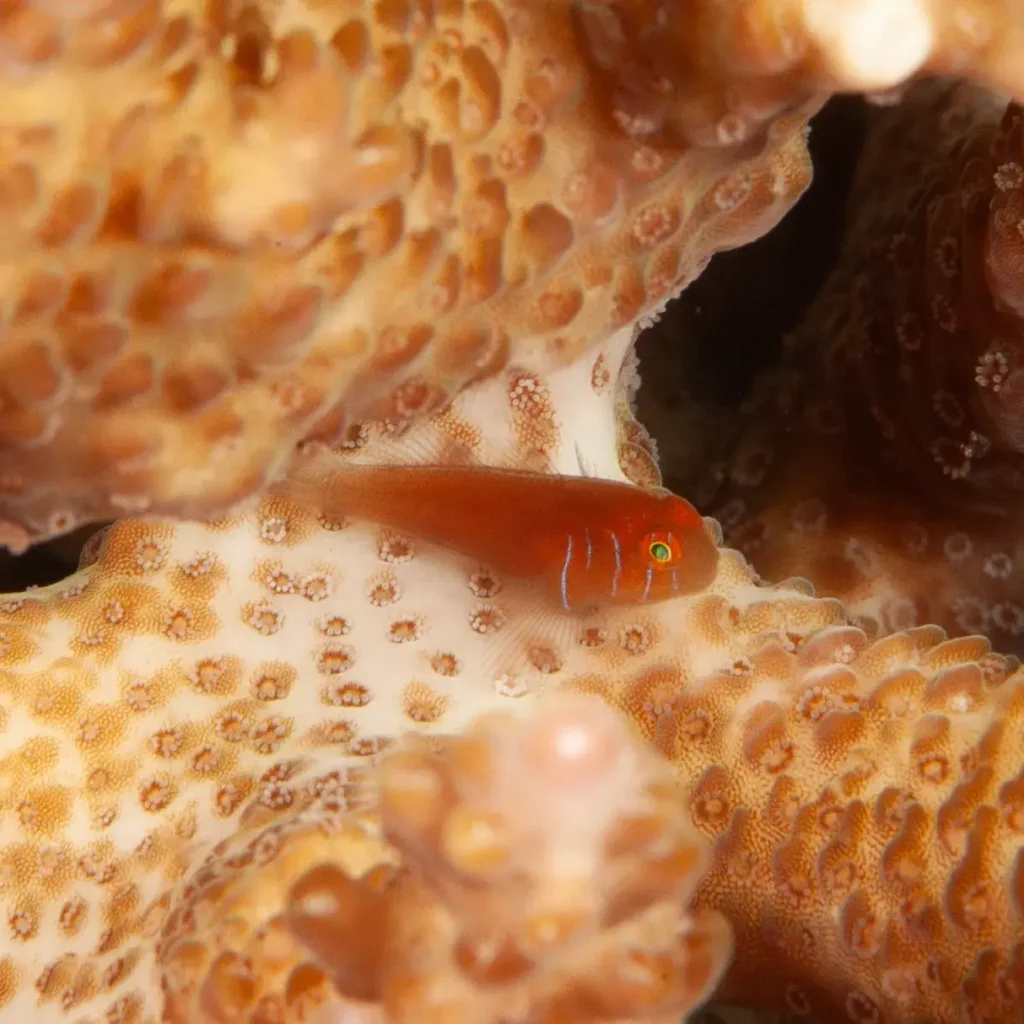 Lined Coral Goby