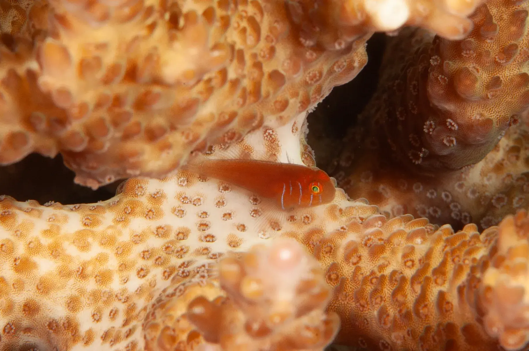 Lined Coral Goby — foto de referência