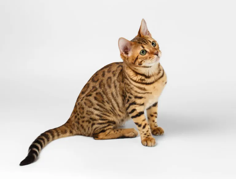 Bengal