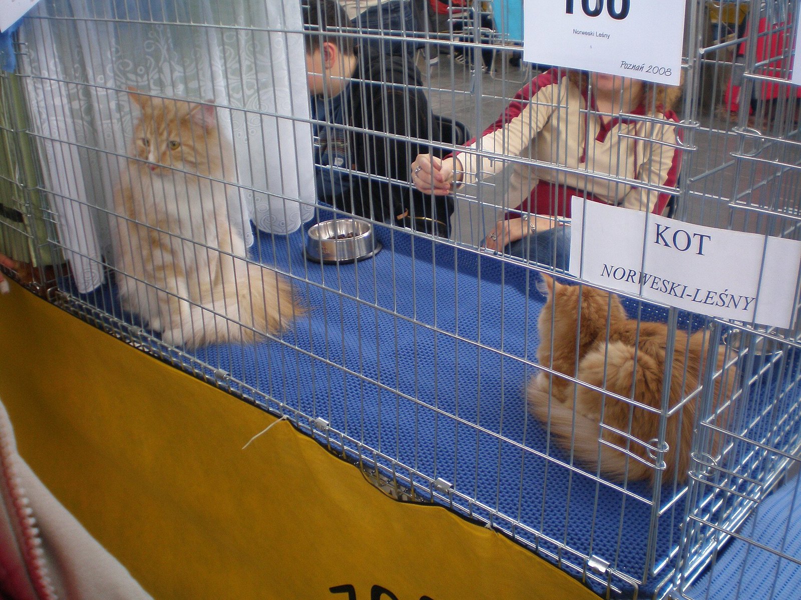 Gato da Floresta Norueguês — foto de referência