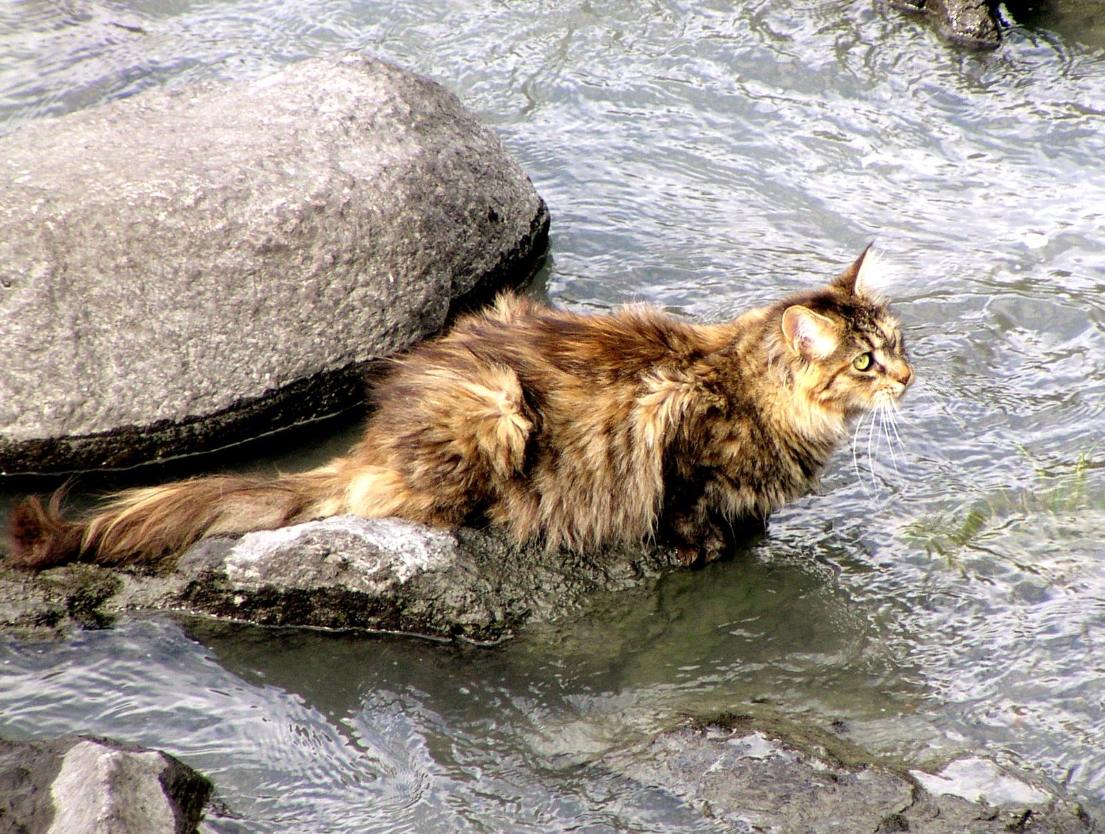 Gato da Floresta Norueguês — foto de referência