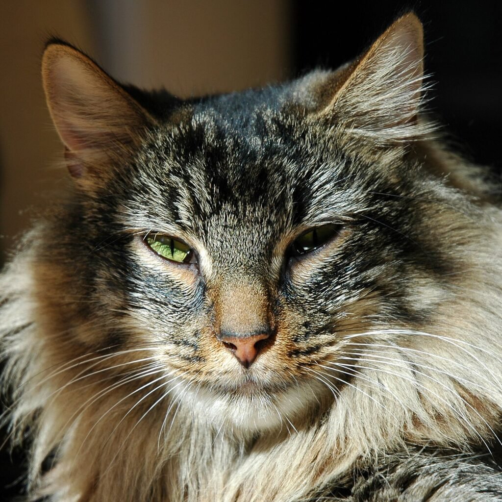 Gato da Floresta Norueguês