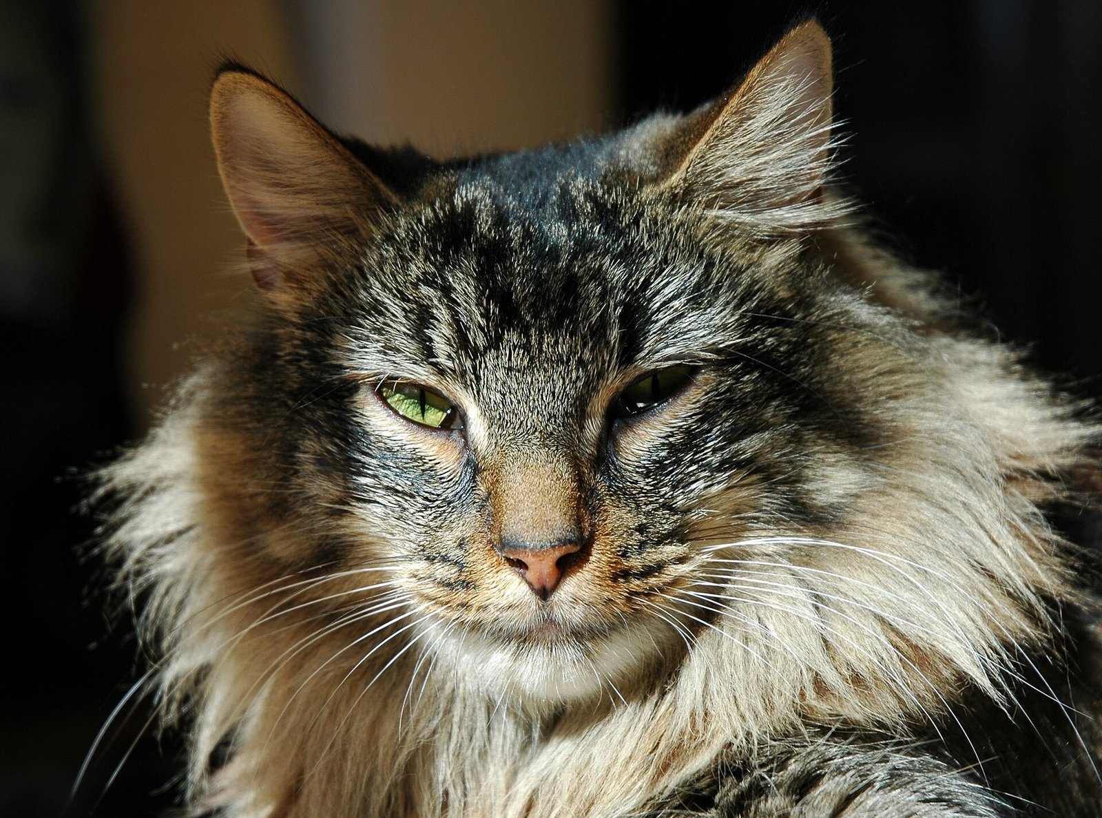 Gato da Floresta Norueguês — foto de referência