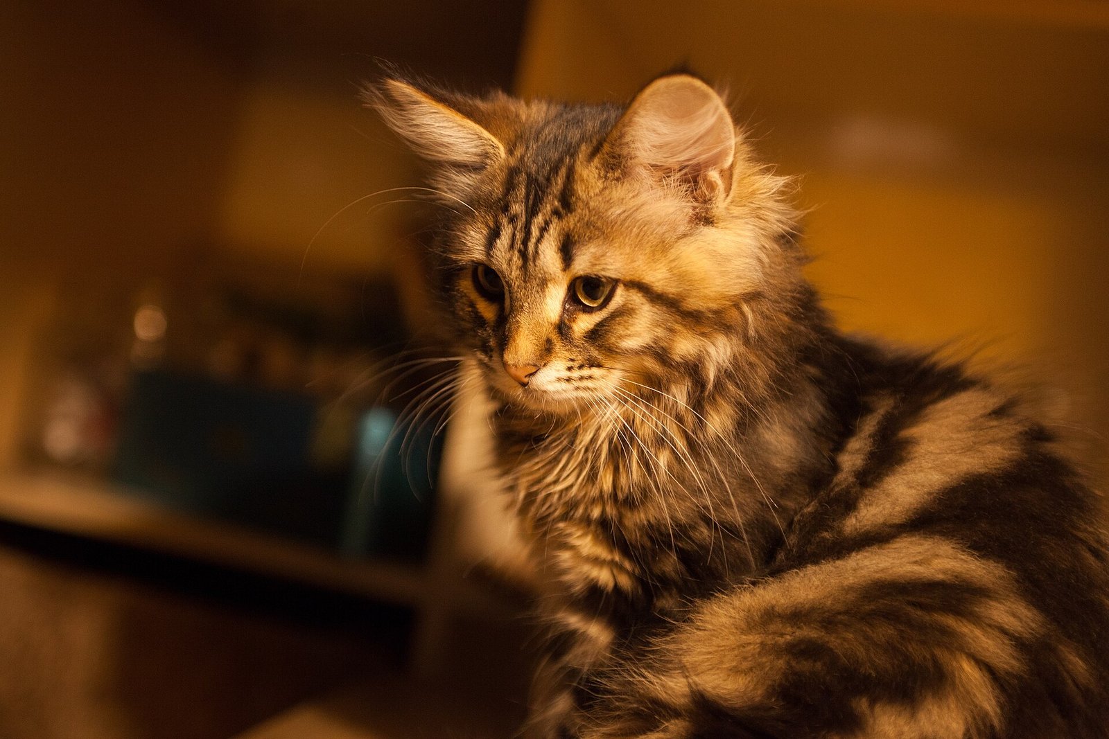 Gato Siberiano — foto de referência