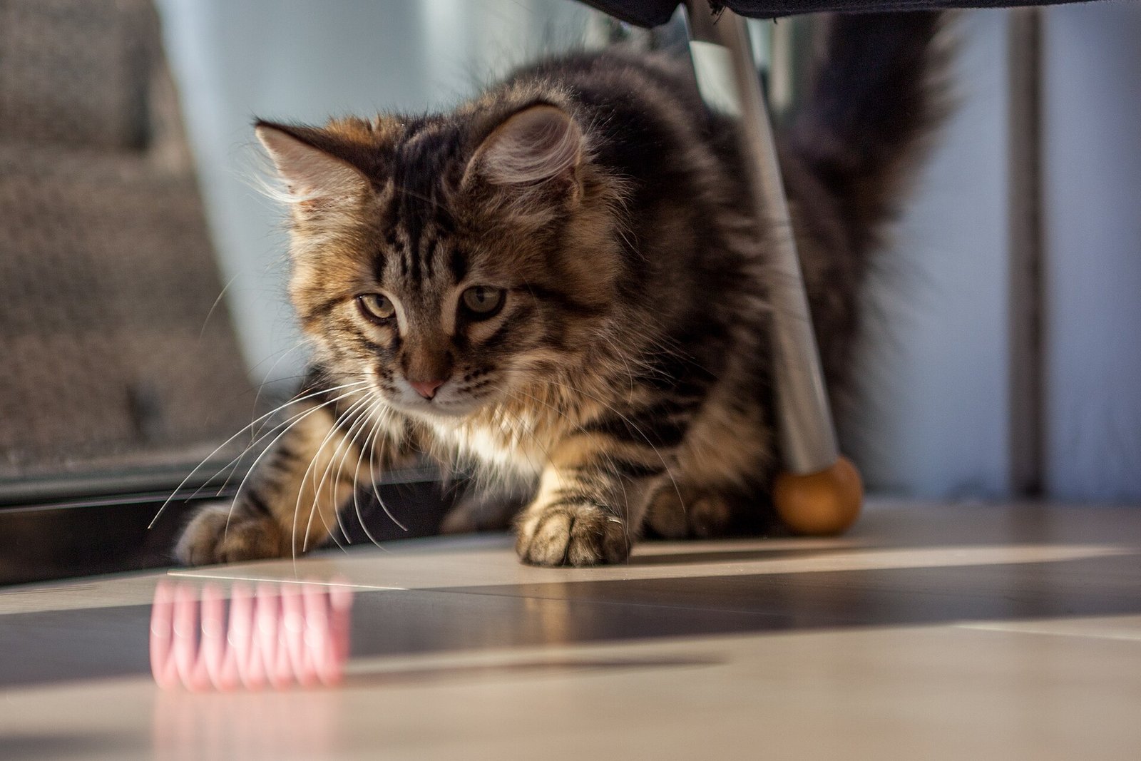 Gato Siberiano — foto de referência