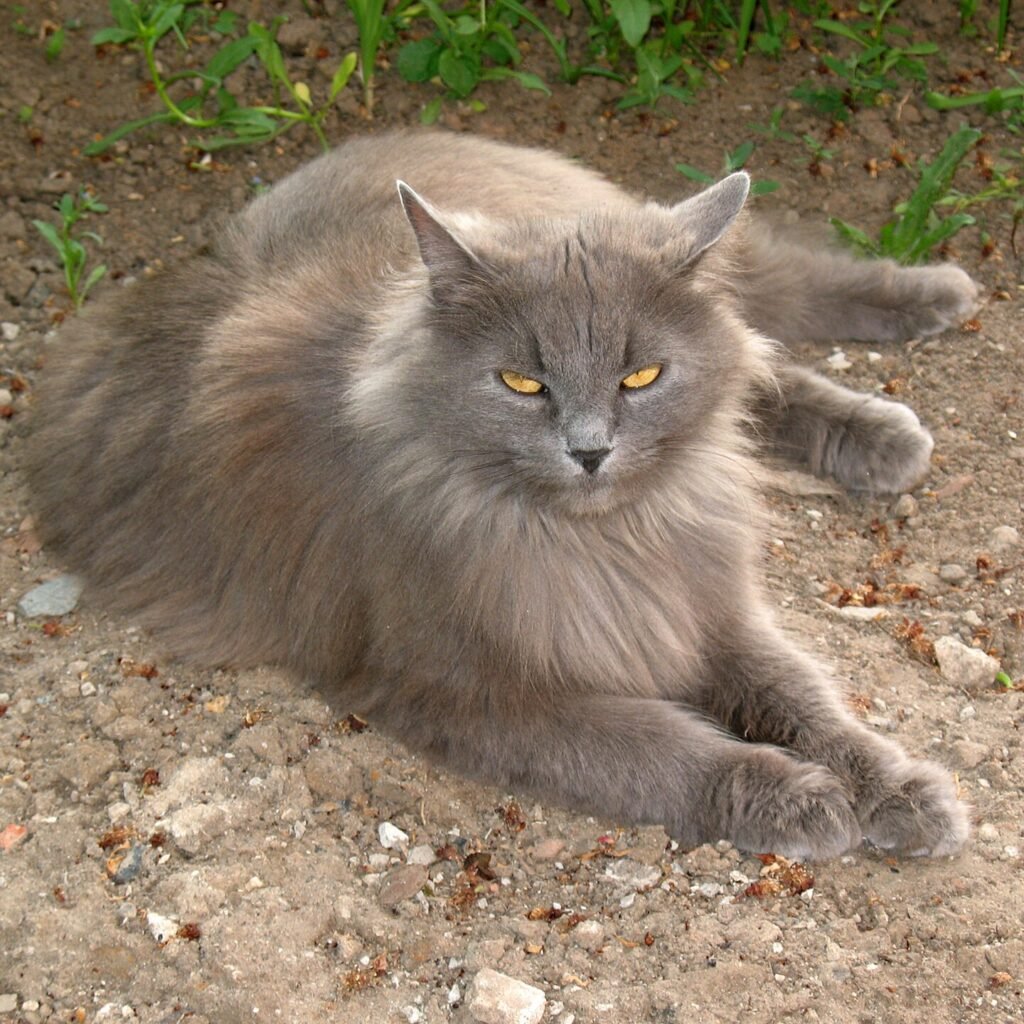 Gato Siberiano