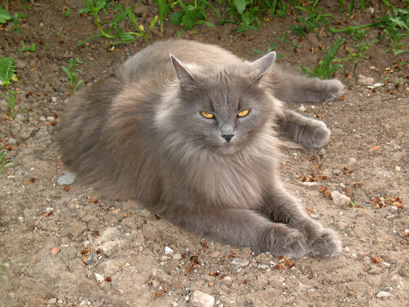 Gato Siberiano — foto de referência