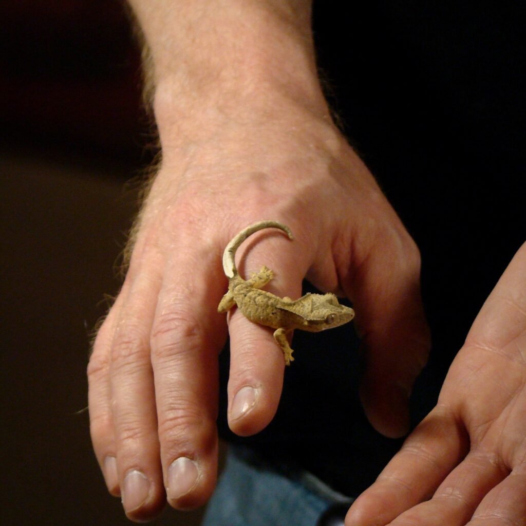 Gecko de Crista