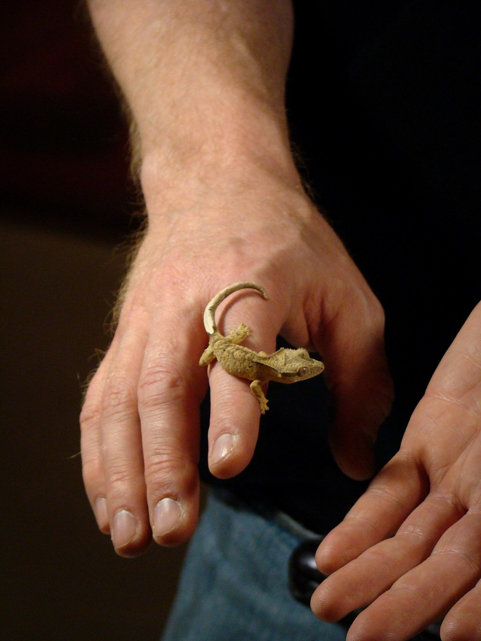 Gecko de Crista — foto de referência
