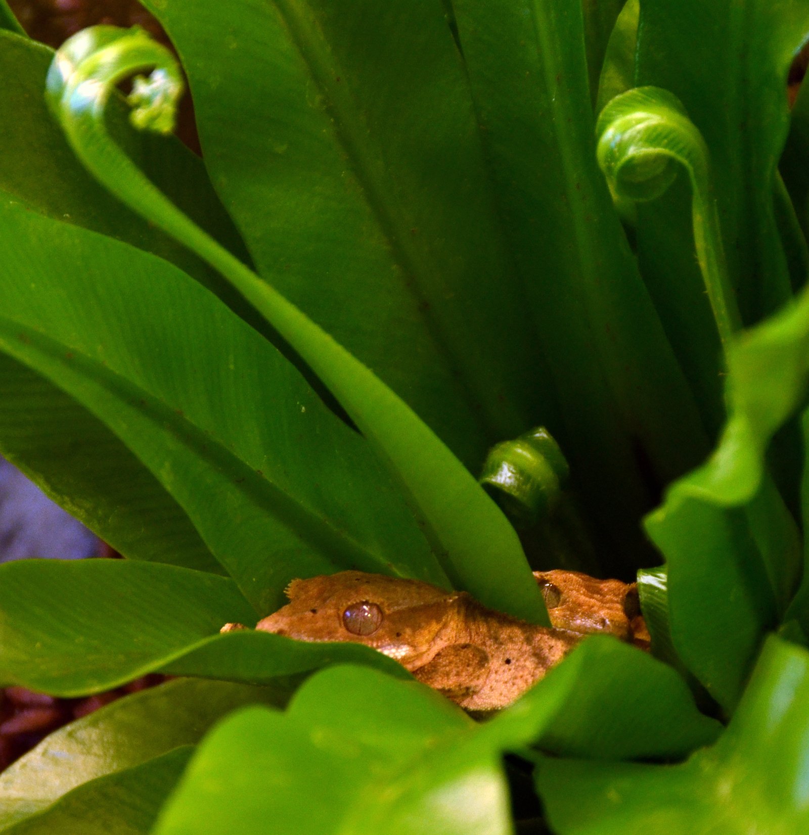 Gecko de Crista — foto de referência