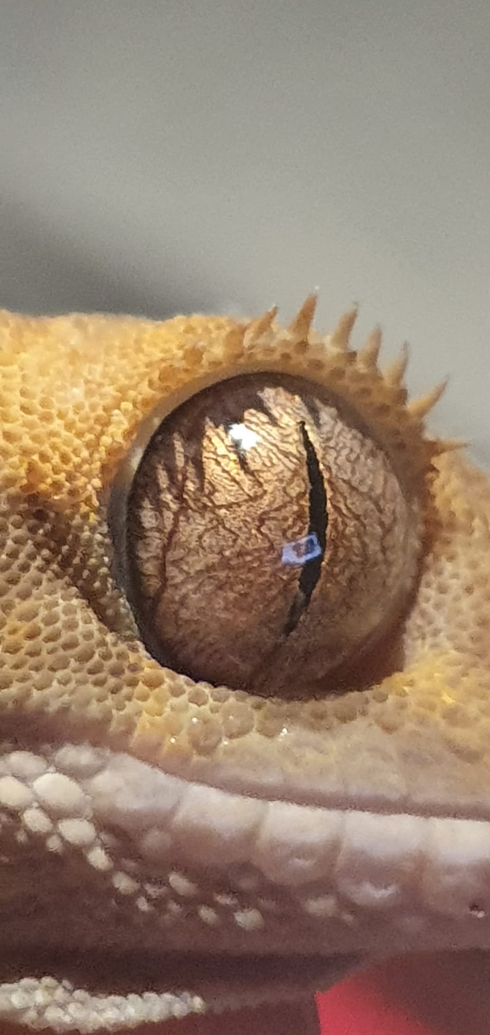 Gecko de Crista — foto de referência