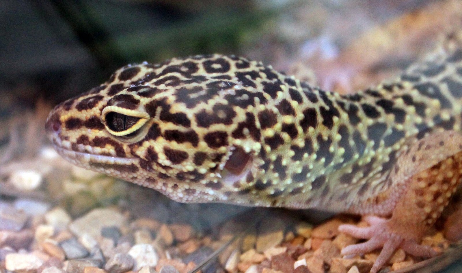 Gecko Leopardo — foto de referência