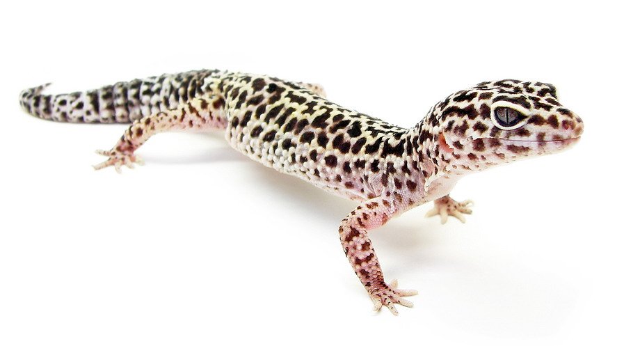 Gecko Leopardo