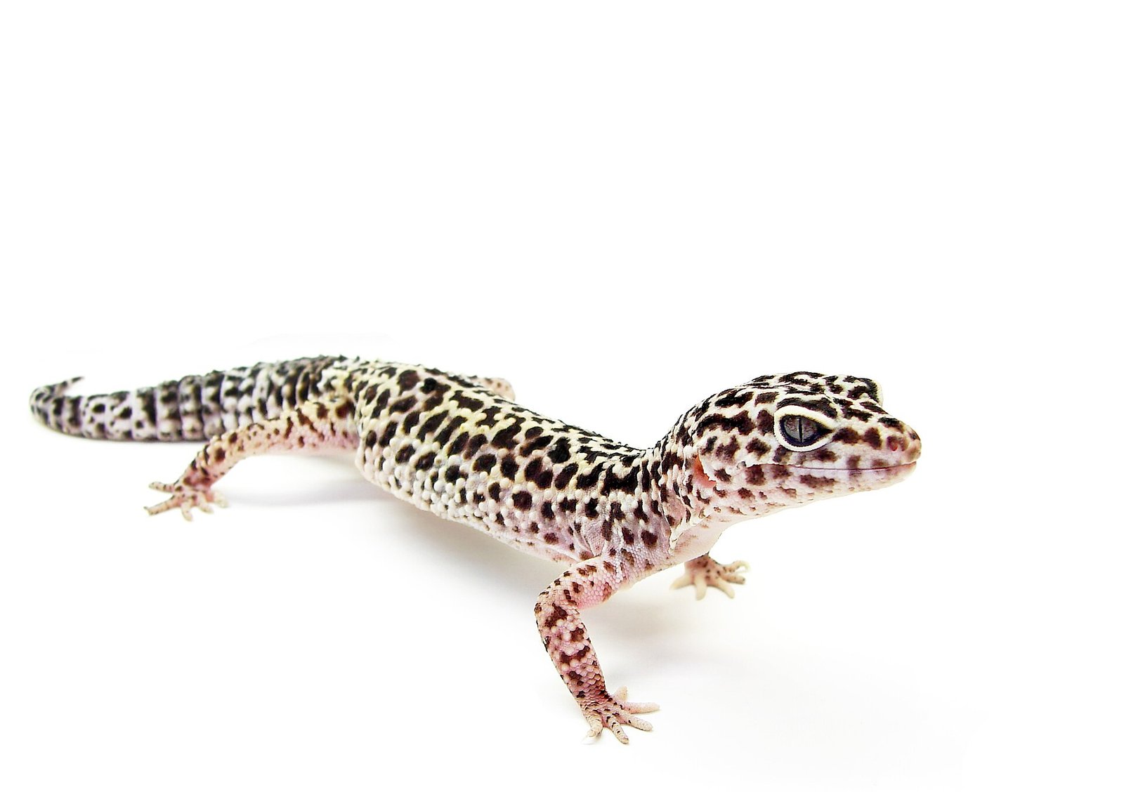 Gecko Leopardo — foto de referência