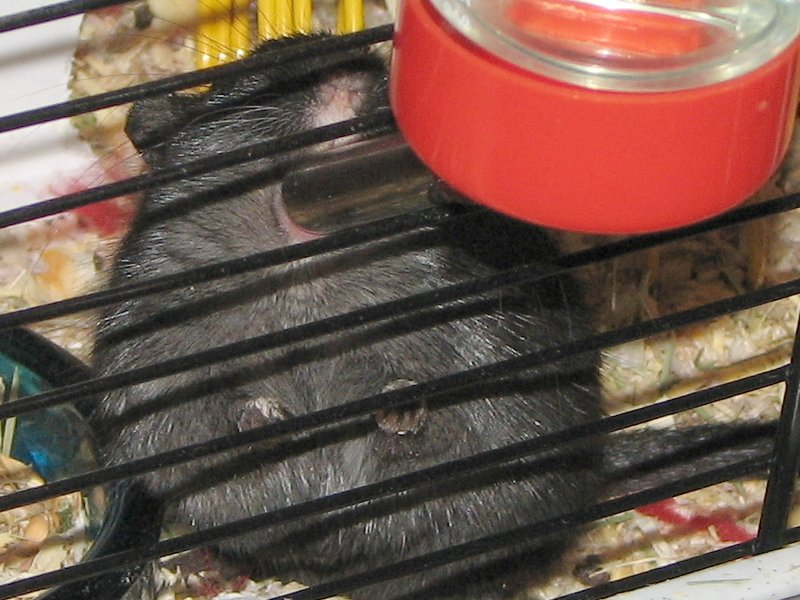 Gerbil da Mongólia