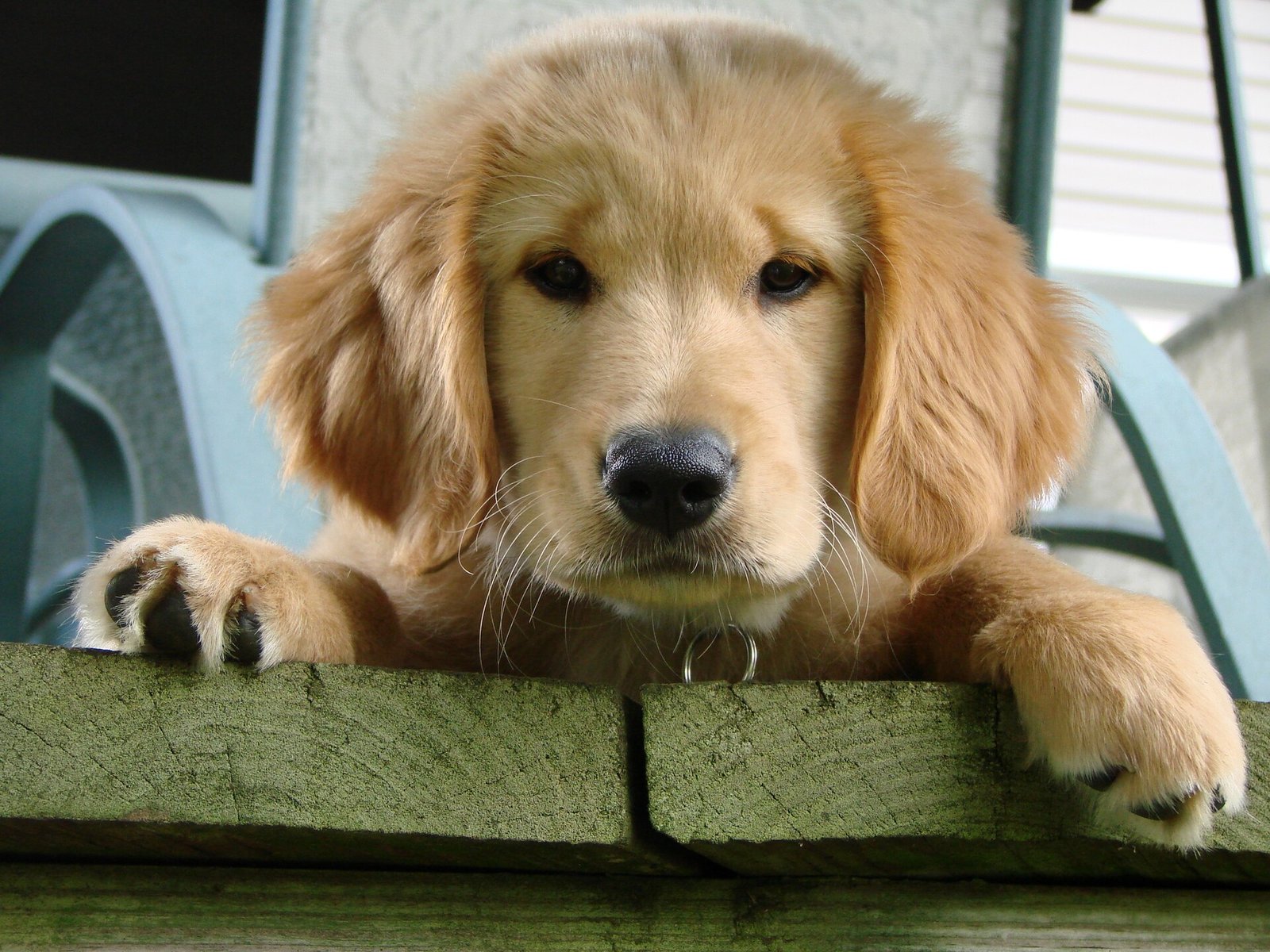 Golden Retriever — foto de referência