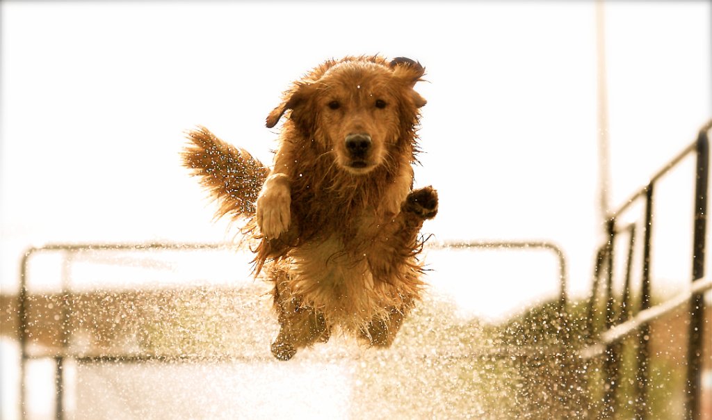 Golden Retriever — foto de referência