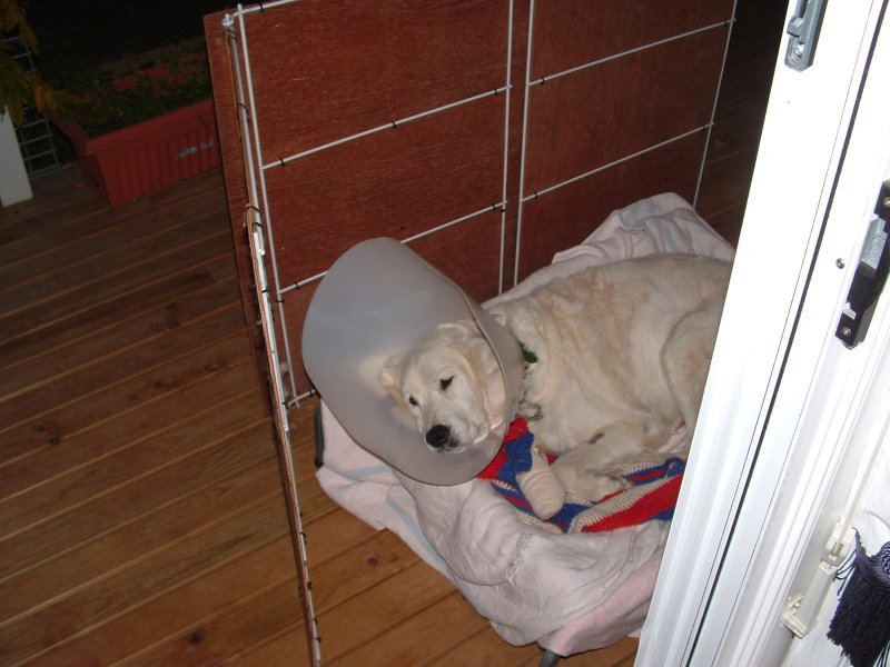 Golden Retriever — foto de referência