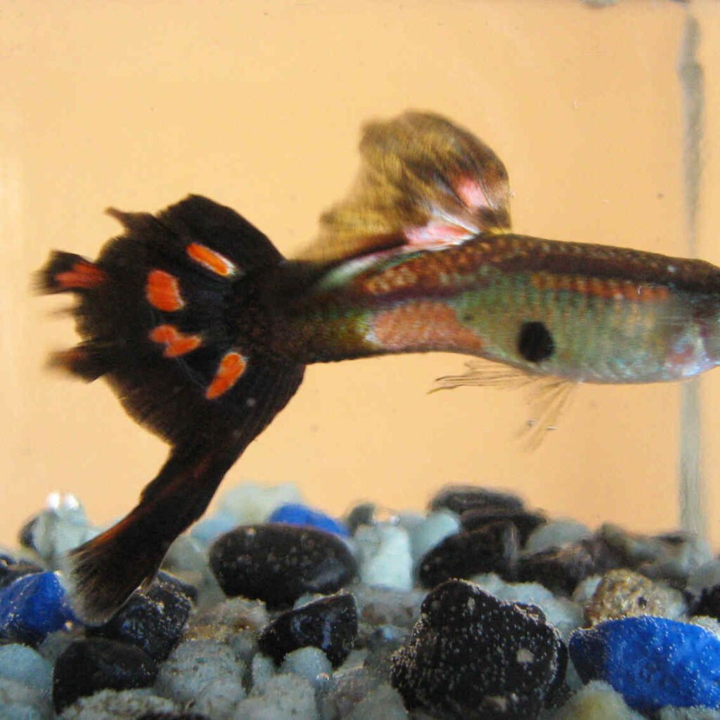 Guppy Full Black (Poecilia reticulata) – Casal