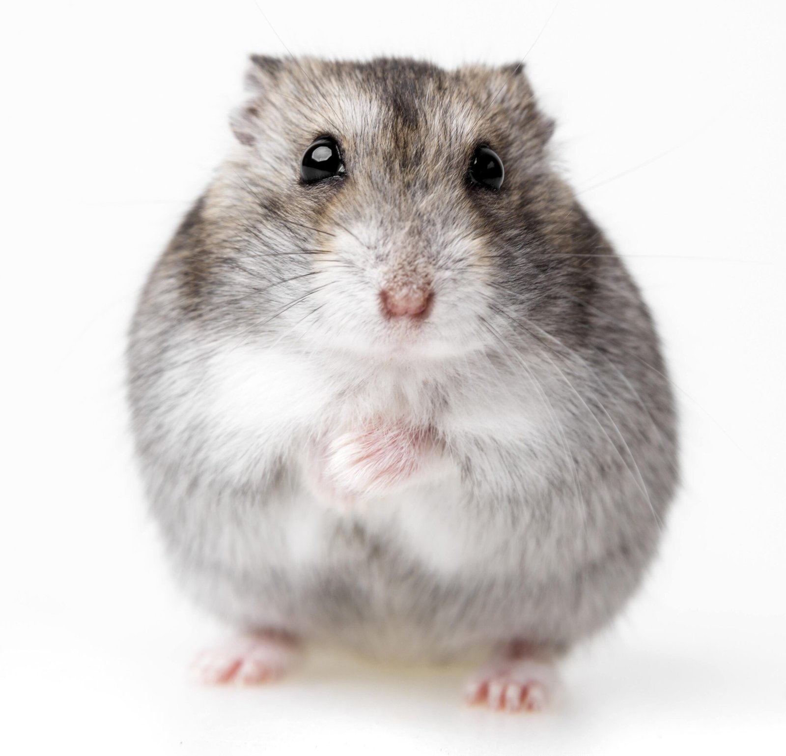 Hamster Anão Russo — foto de referência