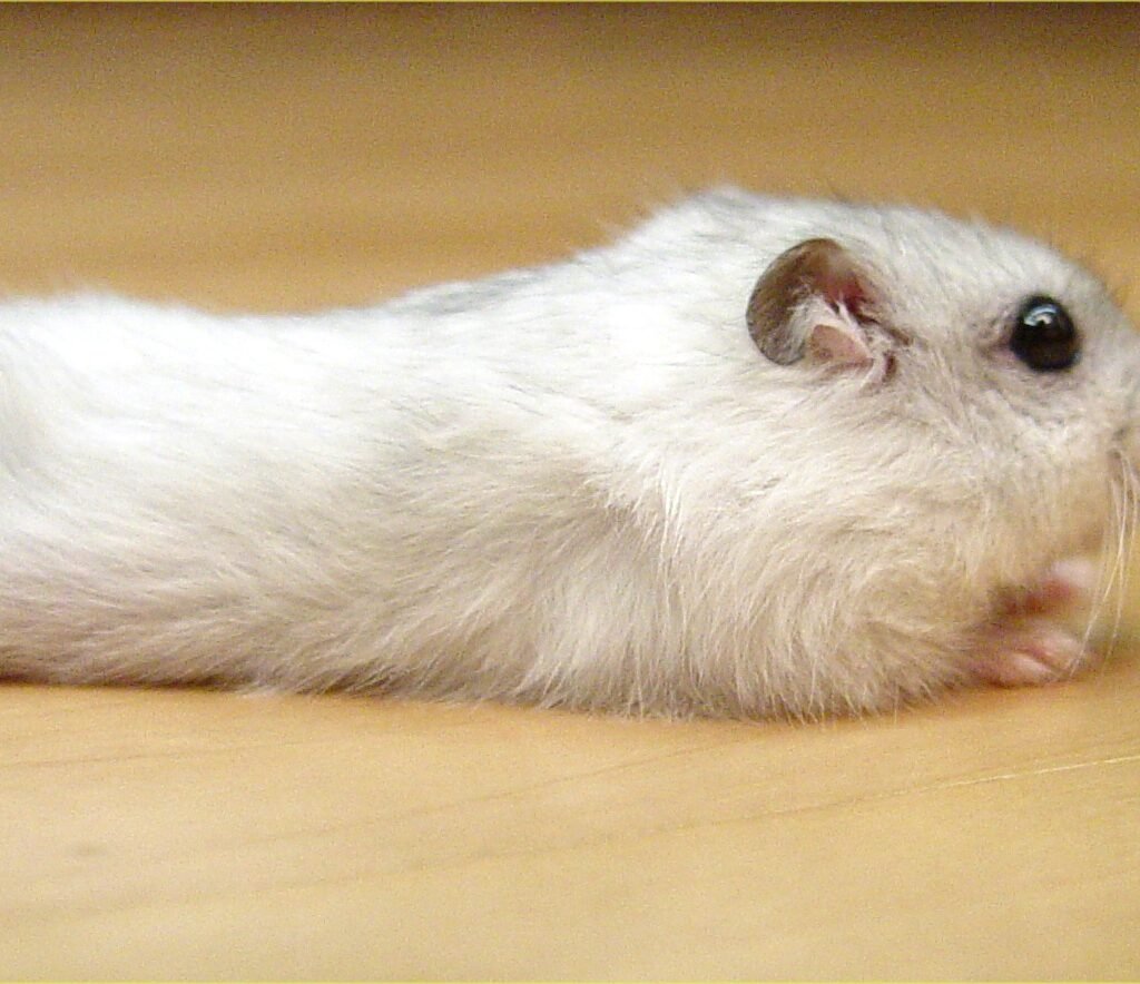 Hamster Anão Russo