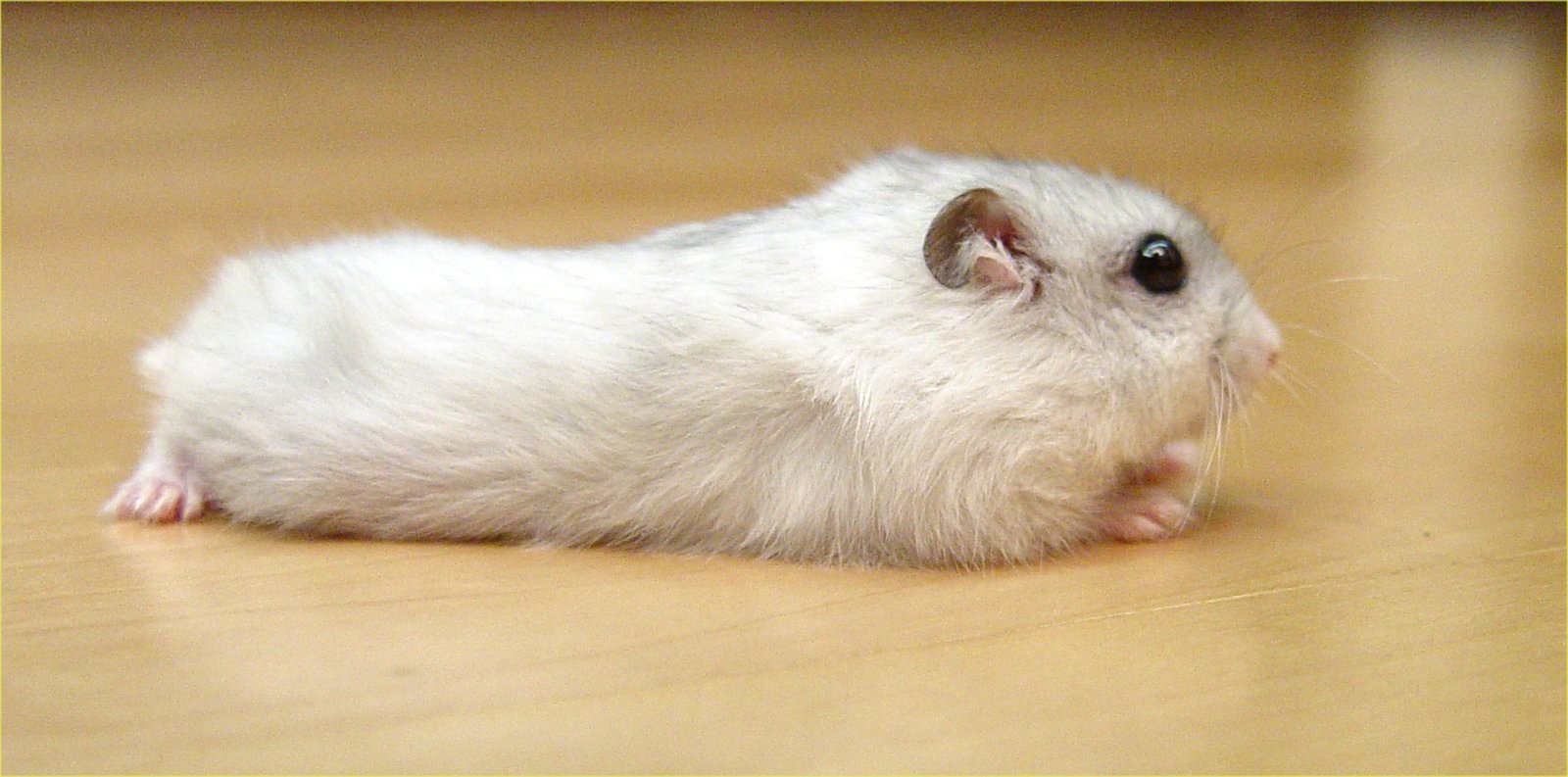 Hamster Anão Russo — foto de referência