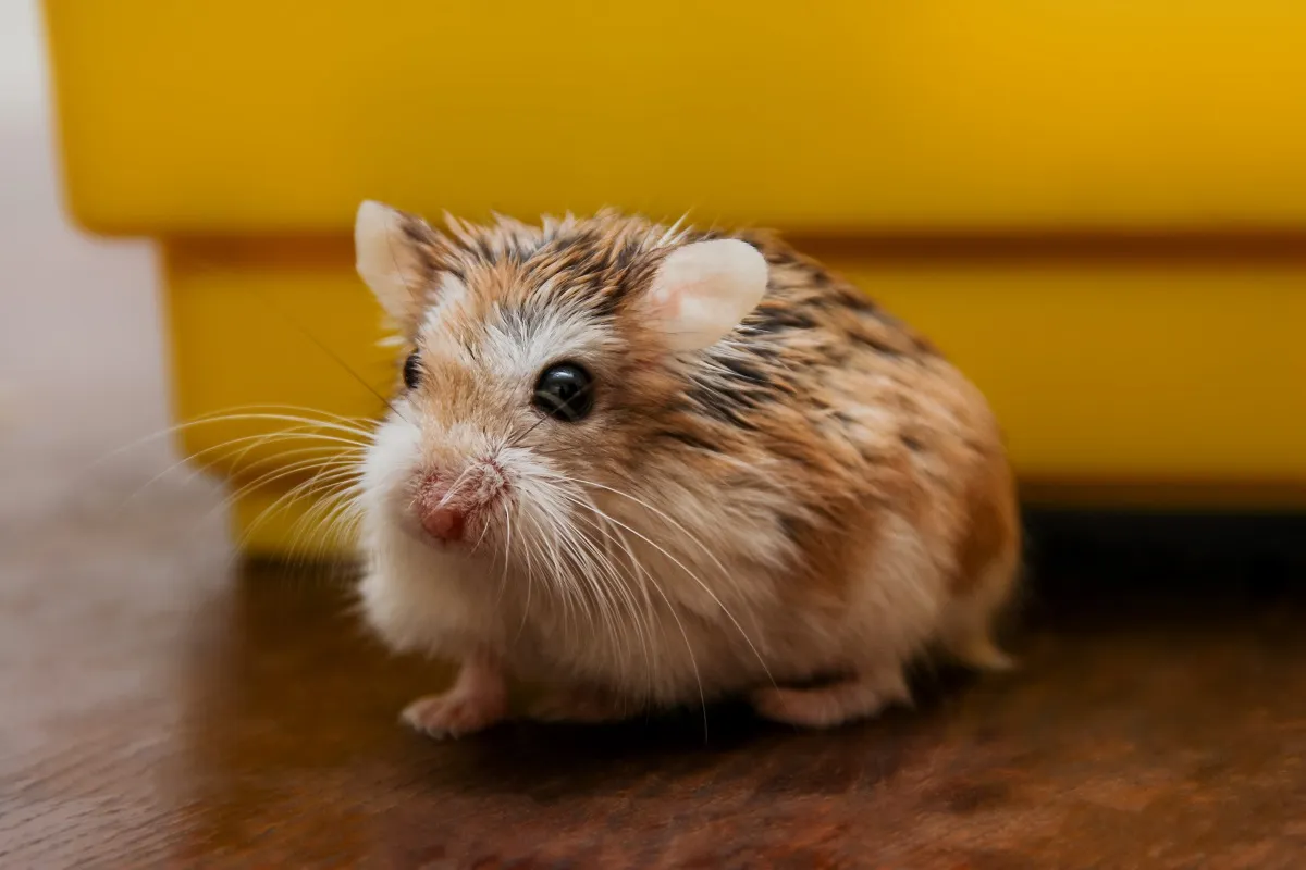 Hamster Roborovski — foto de referência