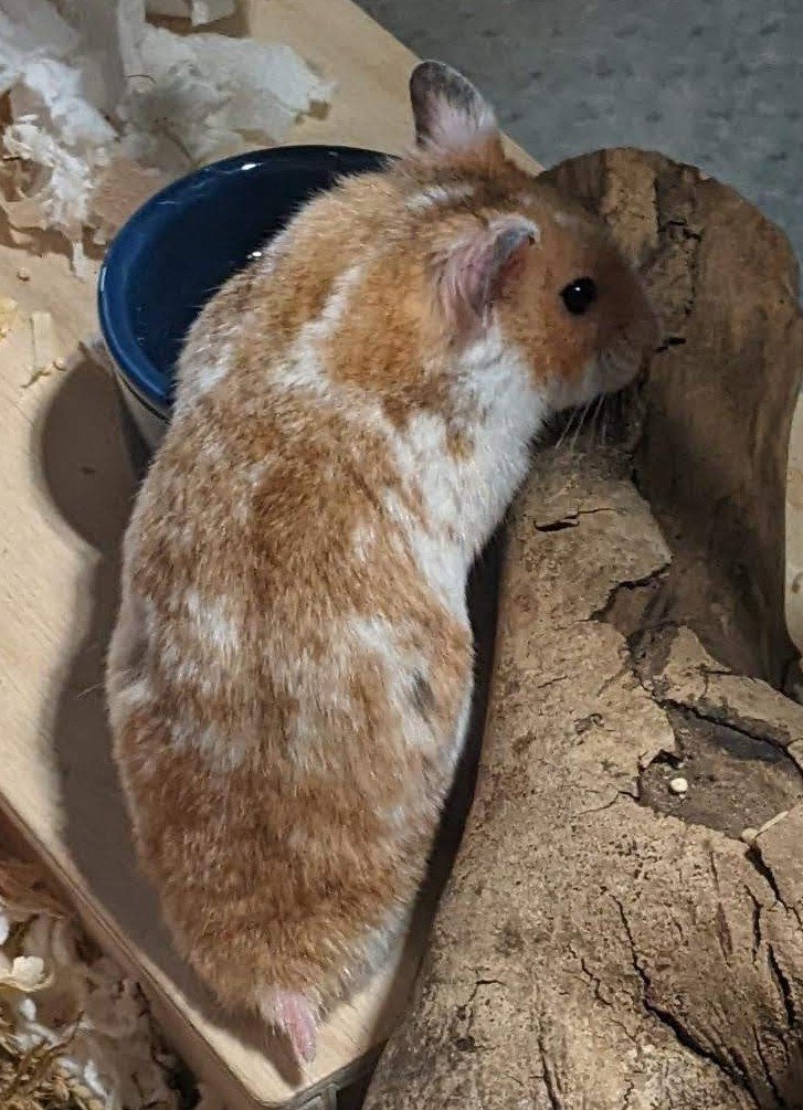 Hamster Sírio — foto de referência