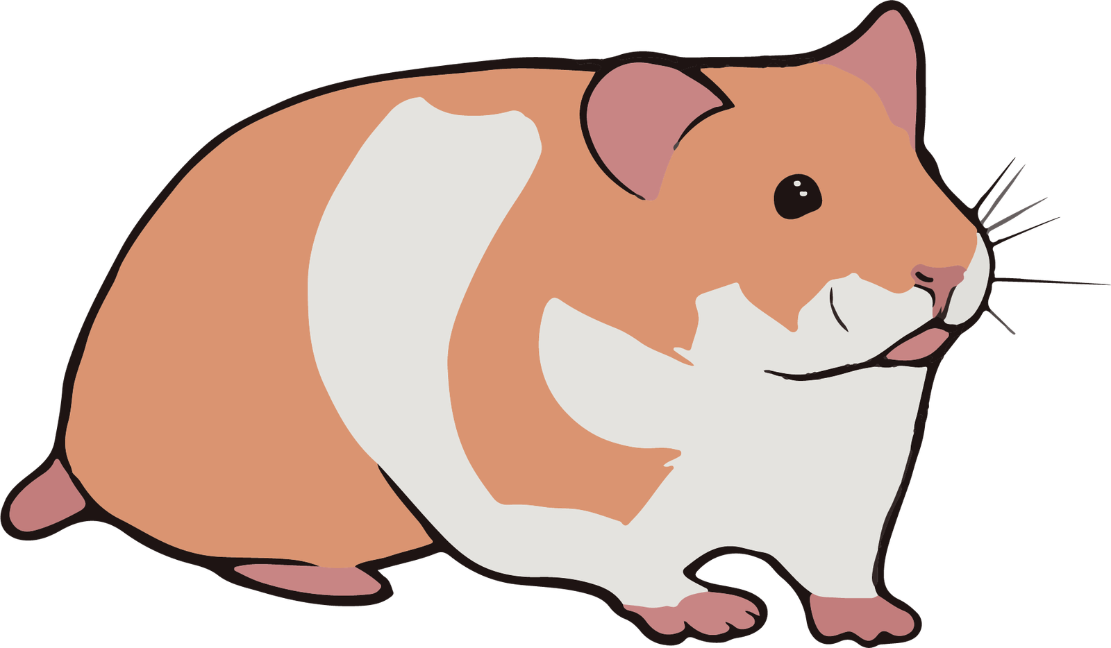 Hamster Sírio — foto de referência