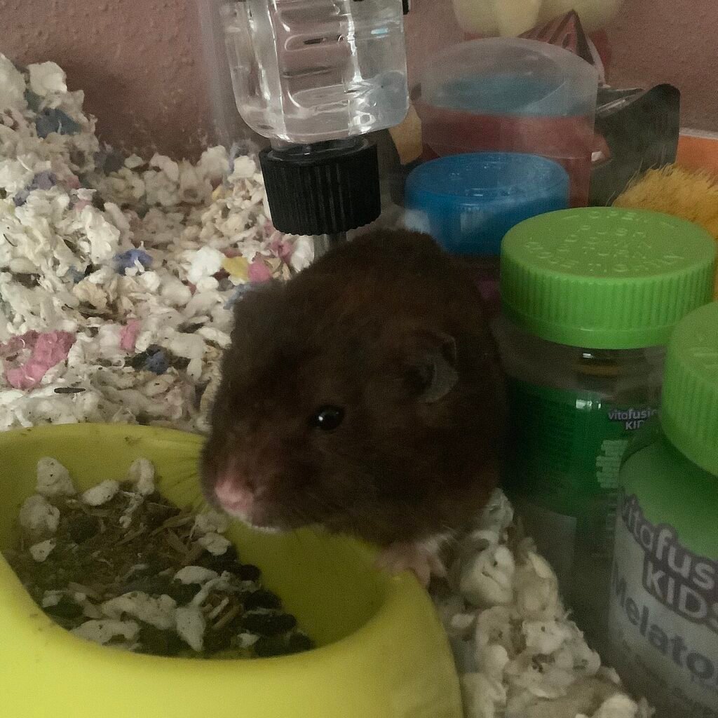 Hamster Sírio