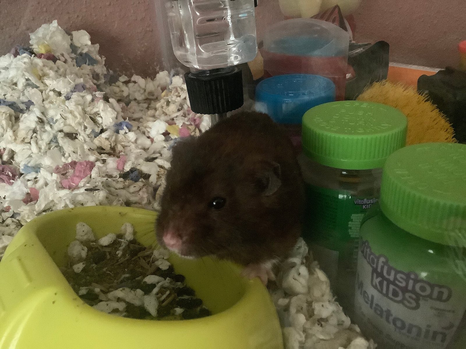 Hamster Sírio — foto de referência