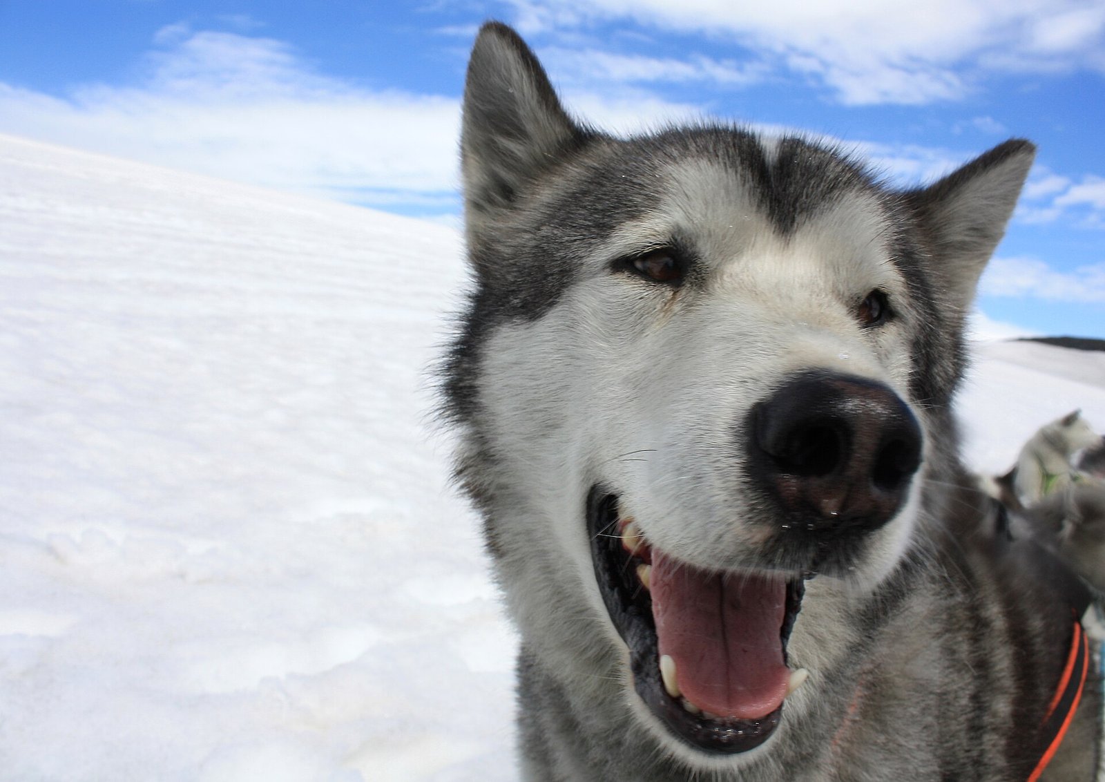 Husky Siberiano — foto de referência