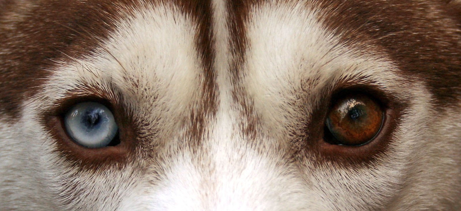 Husky Siberiano — foto de referência