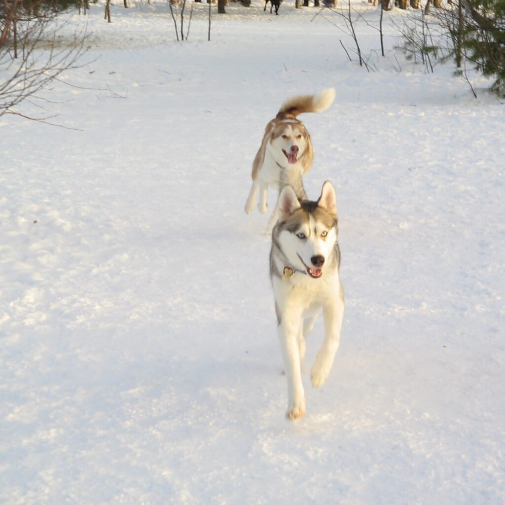 Husky Siberiano